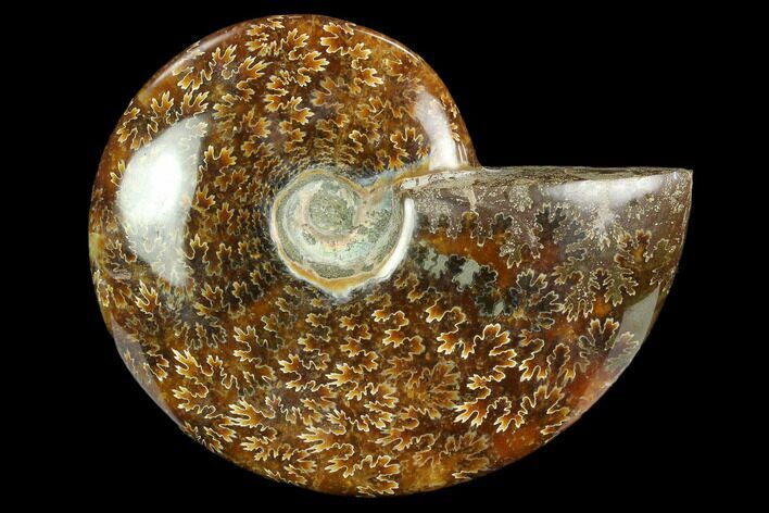 Polished Ammonite (Cleoniceras) Fossil - Madagascar #127219